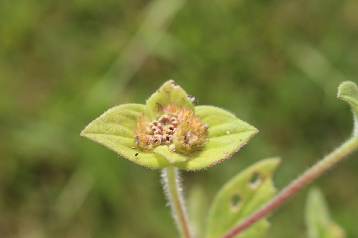 Richardia brasiliensis Gomes